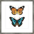 Two Butterflies Framed Print