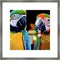 Two Colorful Macaws Framed Print