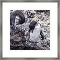 Two Galapagos Penguins On Volcanic Rock Framed Print