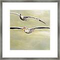 Two Great White Pelican Flying With Texture Framed Print