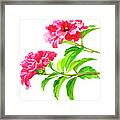 Two Hibiscus Rosa Sinensis Blossoms Framed Print