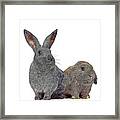 Two Little Angel, Argente Rabbit And Holland Lop Rabbit Framed Print