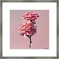 Two Pink Carnations Framed Print