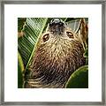 Two-toed Sloth Framed Print