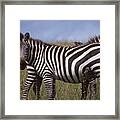 Two Zebras Looking At Camera Framed Print