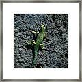 Tzintzuntzan Lizard Framed Print