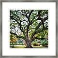 Under The Live Oak Tree Framed Print