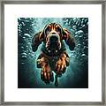 Underwater Bloodhound Framed Print