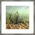 Underwater Photography - Lackawaxen River Pennsylvania Framed Print