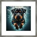 Underwater Rottweiler Framed Print