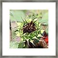 Unfolding Orange Sunflower Square Framed Print