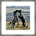 Up In Arms, Onaqui Wild Horse Framed Print