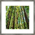 Up Into The California Redwoods Ap 120 Framed Print
