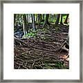 Upon Shallow Ground - Blanket Of Tree Roots Like Veins In The Earth At Door County Wi Framed Print