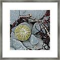 Urchin And Kelp On Rocks Framed Print