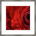 Valentine Red Rose On Dark Background Framed Print