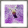 Vanda Orchid Framed Print
