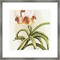 Vanda Sanderiana Orchid Framed Print