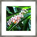 Vanilla Flower Framed Print