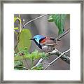 Variegated Fairy Wren Splendour Framed Print