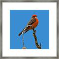 Vermilion Flycatcher 4 Framed Print