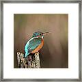Vibrant Kingfisher Framed Print