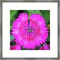 Vibrant Pink Dianthus Framed Print