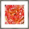 Vibrant Two Toned Rose Framed Print