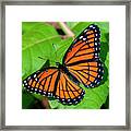 Viceroy Butterfly Din0368 Framed Print