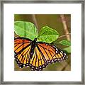 Viceroy Butterfly Framed Print