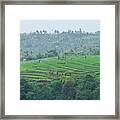 View Of Paddy Fields Near Rinjani National Park In Lombok, Indonesia Framed Print