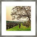 Vineyard At Sunset In Early Spring Framed Print