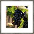 Vineyard In Montalcino Framed Print
