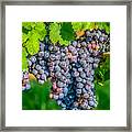 Vineyards 03 Op Framed Print