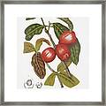 Vintage Botanical Illustrations - Malay Rose Apple Fruits Framed Print