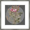 Vintage Botanical Mossy Pompon Rose On Circle Gray On Gray Framed Print