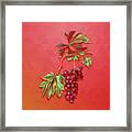 Vintage Brachetto Grape Botanical Art On Fiery Red N.2102 Framed Print