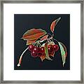 Vintage Cherry Botanical Art On Dark Steel Gray N.0152 Framed Print