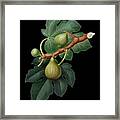 Vintage Fig Botanical Art On Solid Black N.0295 Framed Print
