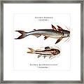 Vintage Fish Illustration - Cocosoda Catfish, Four Spotted Silure Framed Print