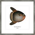 Vintage Fish Illustration - Sunfish Framed Print