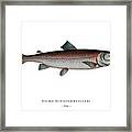 Vintage Fish Illustration - Trout Framed Print