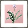 Vintage Spanish Bluebell Botanical Illustration On Pink Framed Print