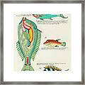 Vintage, Whimsical Fish And Marine Life Illustration By Louis Renard - De Groot Eylander, Springer Framed Print