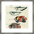 Vintage, Whimsical Fish And Marine Life Illustration By Louis Renard - Sardine, Douwing Admiral Framed Print
