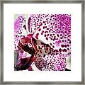 Violet Beauty Framed Print