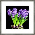 Violet Hyacinths X100 Framed Print