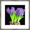 Violet Hyacinths X101 Framed Print
