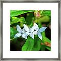 Virginia Buttonweed Or Buttonweed Dfl1289 Framed Print