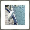 Waiting On A Fishing License Framed Print